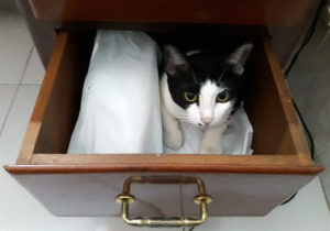 Mimi the cat in a drawer