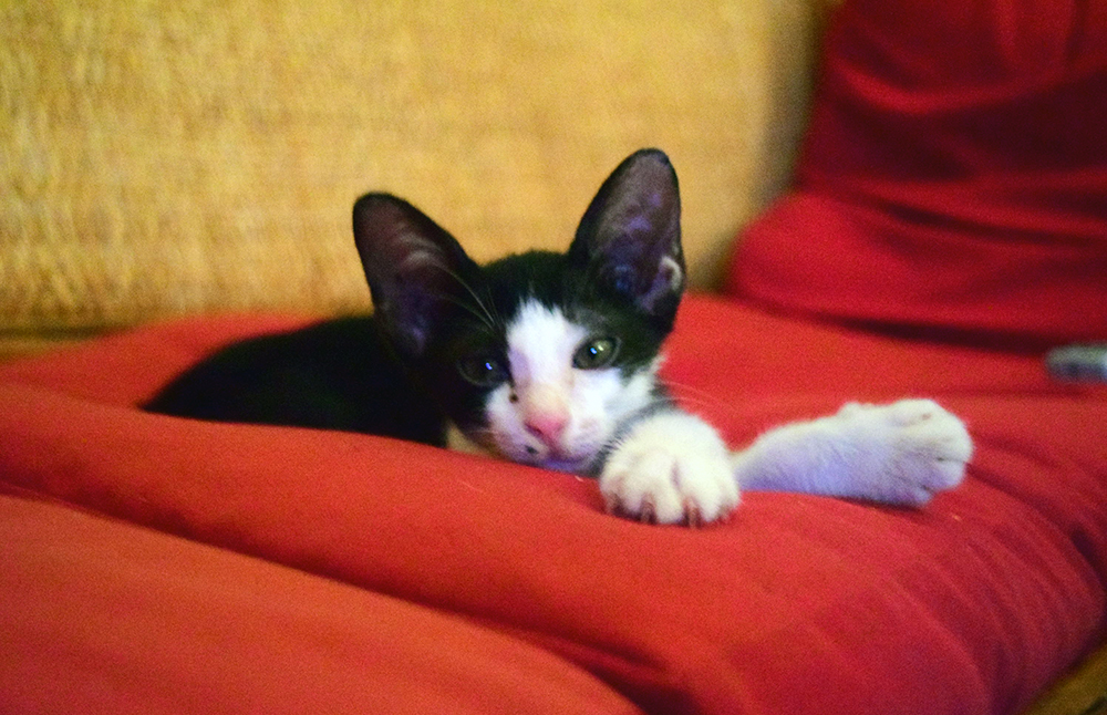 Cambodian Cat on Couch