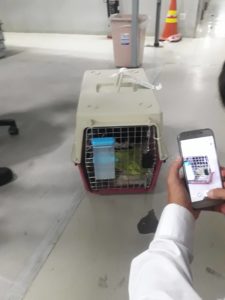 cat in carrier at airport